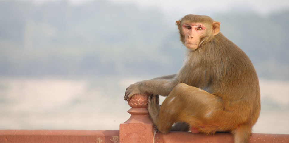 उत्तर प्रदेश: कोरोना नहीं इस बीमारी की वजह से हुई थी संभल में बंदरों की मौत, पोस्टमार्टम से हुआ खुलासा