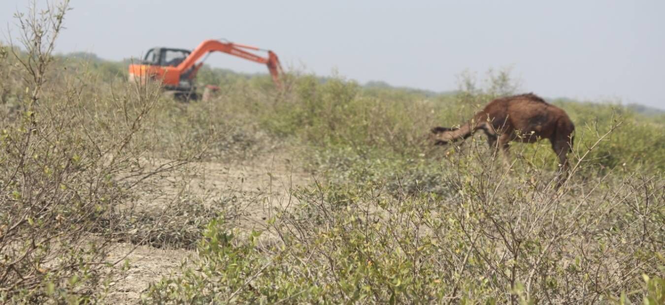 गुजरात के कच्छ में मैंग्रोव का जंगल नष्ट करने के मामले में NGT का कड़ा रुख, वन विभाग को मैंग्रोव फिर से लगाने का दिया कड़ा आदेश