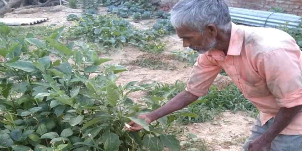 खुद मजदूरी कर अपना पेट पालते शिवबचन प्रजापति, लेकिन अपनी पूरी जमीन की सब्जियां बांट देते हैं गरीबों में