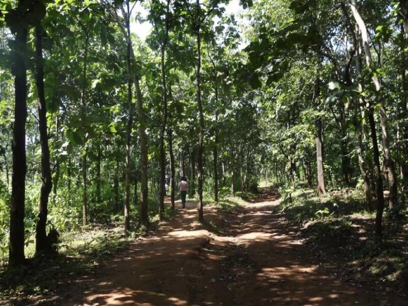 अब भारत में वन क्षेत्र बढ़ने पर संयुक्त राष्ट्र ने भी जताया संदेह