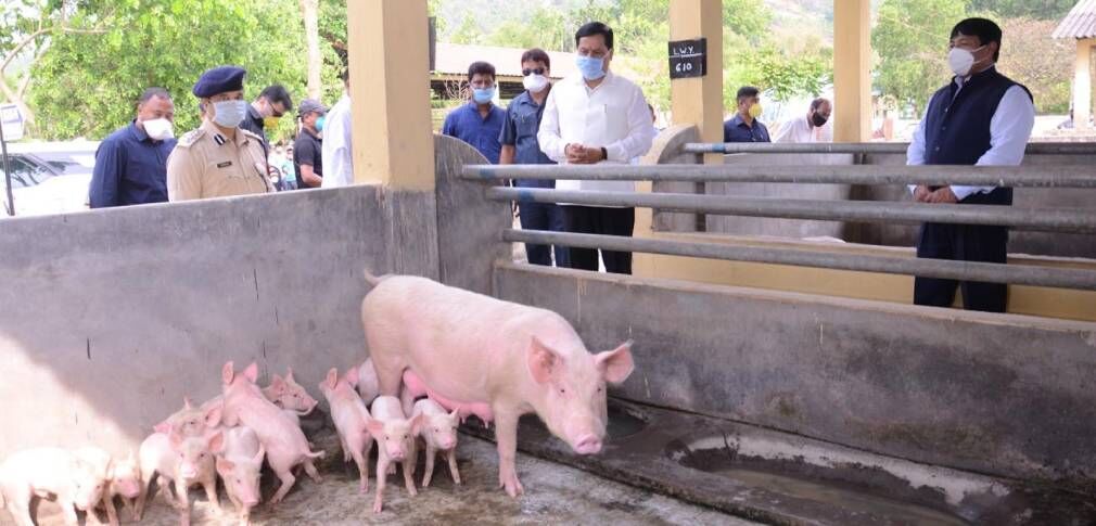 असम के 306 गांवों में अफ्रीकी स्वाइन फीवर से 2,500 से अधिक सूअरों की मौत, देश में पहली घटना सामने आई