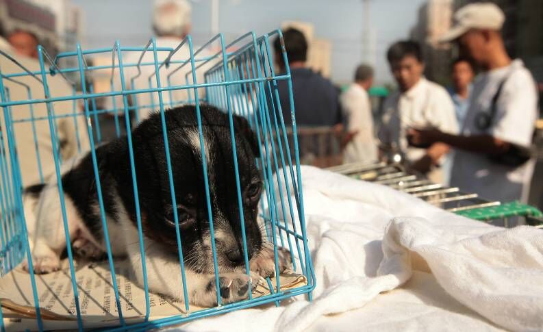 चीन का पहला शहर जहां पहली बार बंद हुआ कुत्ता बिल्ली खाना
