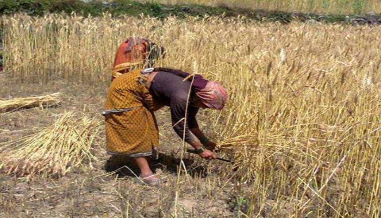 खेती का सारा भार महिलाओं पर, फिर किसानी और आंदोलनकारियों का तमगा मर्द किसानों को ही क्यों?