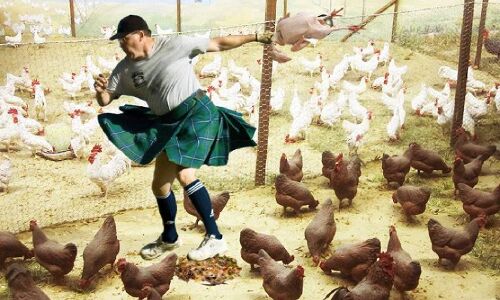 दुनिया में सबसे ज्यादा आबादी चूहों, मुर्गों और इंसानों की