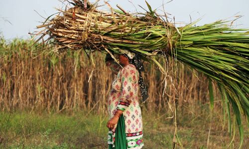 5 हजार गरीब महिलाओं का अवैध ढंग से निकाला गर्भाशय, सरकार ने किया सदन में स्वीकार