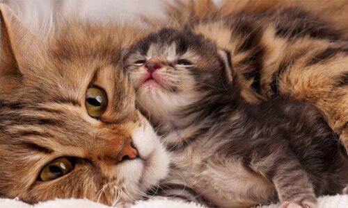 निर्मला भुराड़िया की कहानी मैजिक म्याऊं