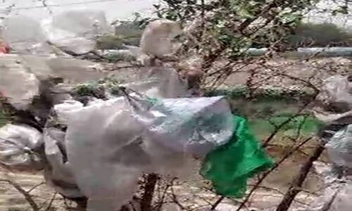 दिल्ली में उग रहे हैं पॉलीथीन के पेड़