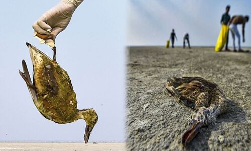 राजस्थान : देश की सबसे बड़ी झील में 8,000 पक्षी मृत पाए गए