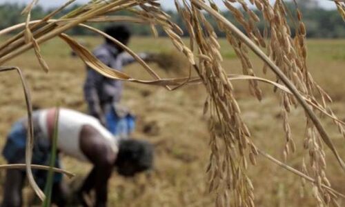 कोरोना लॉकडाउन : तमिलनाडु के किसान ने 1500 परिवारों के लिए मुफ्त वितरित कीं 8 लाख रुपये की सब्जियां