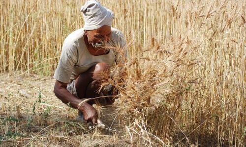 कोरोना : देरी से गेहूं काटने वाले किसानों को हरियाणा सरकार देगी बोनस