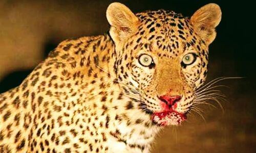 मैं वन्यजीवों से बहुत प्रेम करता हूँ, पर अपने बच्चों से ज्यादा नहीं