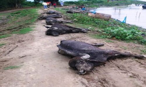 बांग्लादेश बॉर्डर पर बीएसएफ ने पकड़ी 350 भैंसें, चारे-पानी के अभाव में 100 से ज्यादा की हुई मौत