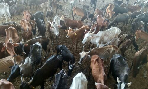 भुखमरी के कगार पर खड़ा किसान दूध न देने वाली गायों का कैसे उठा सकता है बोझ