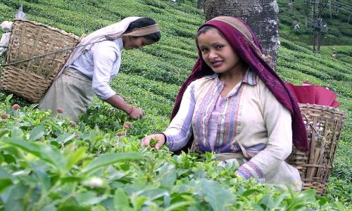 कोरोना संकट में चाय बोर्ड ने हिमाचल के चाय उत्पादक किसानों को दी राहत, हुई स्पेशल पैकेज की घोषणा कोरोना संकट में चाय बोर्ड ने हिमाचल के चाय उत्पादक किसानों को दी राहत, हुई स्पेशल पैकेज की घोषणा