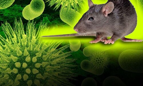 कोरोना के कहर के बीच अब हंता वायरस का खौफ