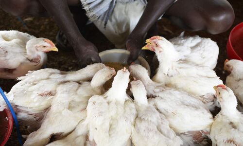 कोरोना से संकट में पोल्ट्री संचालक : मार्केट में न अंडे बिक रहे, न ब्रायलर चिकेन