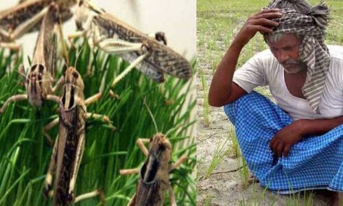राजस्थान एवं गुजरात में टिड्डियों के हमले का कारण जलवायु परिवर्तन