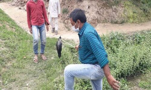 कोरोना वायरस के बीच बिहार में कौओं और सूअरों की असमय मौत से हड़कंप कोरोना वायरस के बीच बिहार में कौओं और सूअरों की असमय मौत से हड़कंप