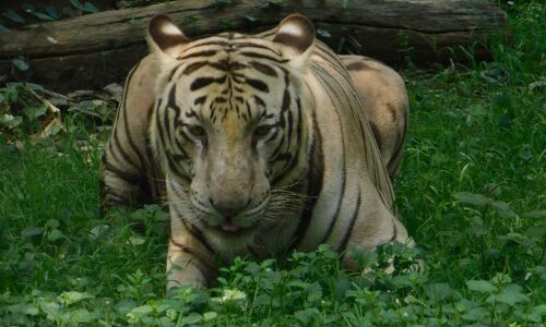 कुछ समय बाद जंगली जानवर नहीं, बस होंगे तो भरपूर पाशविक आदमी