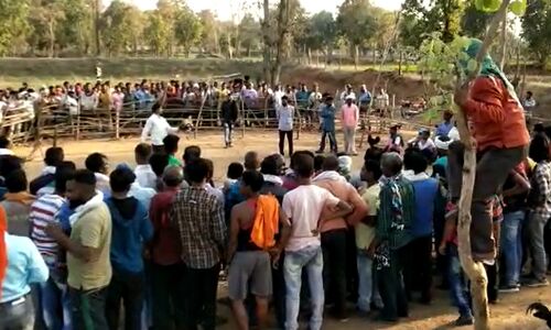 कोरोना के बीच छत्तीसगढ़ में लगा मुर्गा मेला, आदिवासियों की जान की क्या नहीं कोई कीमत