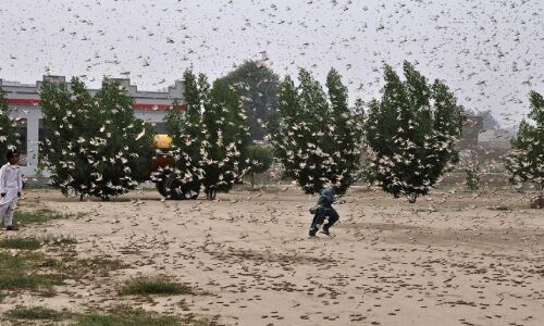 अब उत्तर प्रदेश में हो सकता टिड्डी दल का हमला, अलर्ट पर 10 जिले