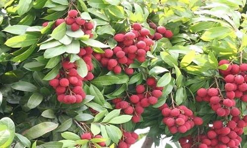 Lockdown: बिहार के लीची किसानों को भारी नुकसान का अनुमान, अब तक नहीं आए होलसेल खरीददार