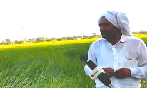 अभी धान की फसल खेत में खड़ी है और केजरीवाल ने दिल्ली में बढ़े प्रदूषण के लिए दोषी ठहरा दिया हरियाणा के किसानों को