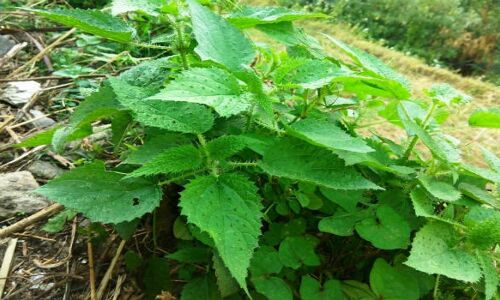 मामूली मत समझिए सिसौंण को, दाम और लाभ सुनकर रह जाएंगे दंग