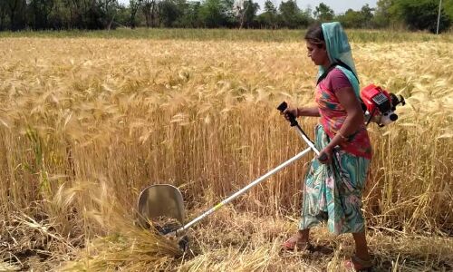 लॉकडाउन: सोलन में किसानों के लिए हेल्पलाइन शुरू, फसल कटायी के लिये मंगा सकते हैं मशीन