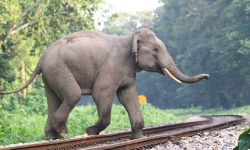 उत्तराखण्ड में एलिफेंट कॉरिडोर में हाथियों को बचाना वन विभाग के लिए बड़ी चुनौती, ढाई महीने में ट्रेन से टकराकर तीसरे हाथी की मौत उत्तराखण्ड में एलिफेंट कॉरिडोर में हाथियों को बचाना वन विभाग के लिए बड़ी चुनौती, ढाई महीने में ट्रेन से टकराकर तीसरे हाथी की मौत