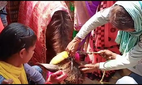 यूपी के फतेहपुर में बैंड बाजे की धुन पर भैंस के बच्चे का मुंडन कर मनाया गया जश्न यूपी के फतेहपुर में बैंड बाजे की धुन पर भैंस के बच्चे का मुंडन कर मनाया गया जश्न