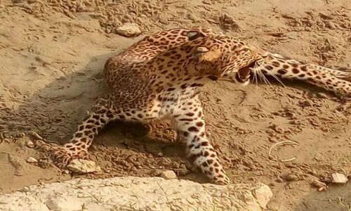 पानी की तलाश में नाले में गिरा तेंदुआ, घंटों की मशक्कत के बाद निकाला बाहर