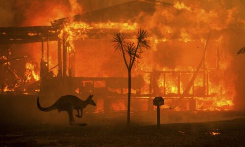 ऑस्ट्रेलिया के जंगलों में आग लगने से एक अरब से ज्यादा जानवरों की मौत