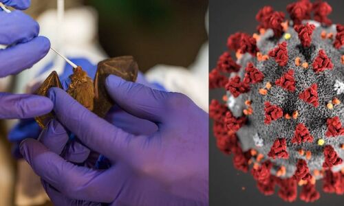 कोरोना से भी भयानक महामारियों वाले वायरस से जूझेगी दुनिया, शोध ने किया आगाह