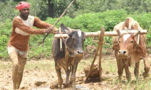 उत्तराखण्ड हाईकोर्ट का आदेश, किसानों को 3 गुना अधिक समर्थन मूल्य दे सरकार