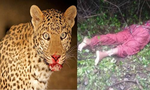 कार्बेट से सटे दो दर्जन गांवों में पसरी है वन्यजीवों की दहशत