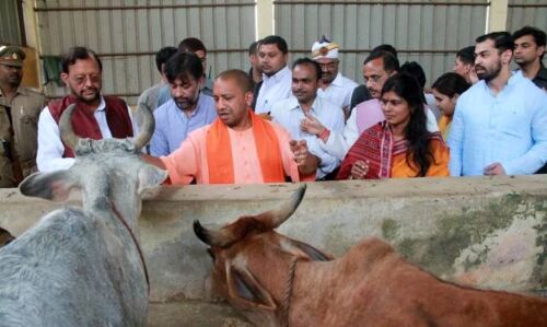 मजदूरों के पेट में अन्न नहीं, लेकिन योगी सरकार के विधायक अपनी निधि खर्च करेंगे गौशालाओं पर