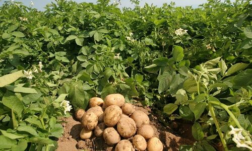 पहाड़ी आलू की खेती पर छाया संकट