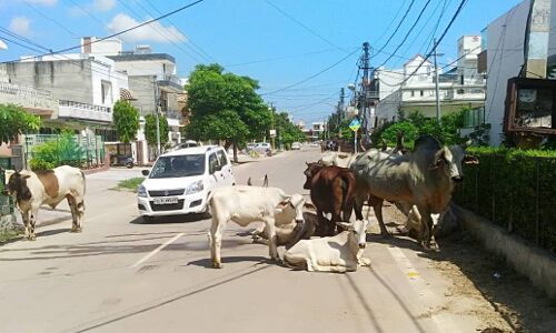 हरियाणा में आवारा पशु बने जान माल के लिए मुसीबत, भाजपा सरकार को कागजी घोषणाणों से नहीं फुर्सत