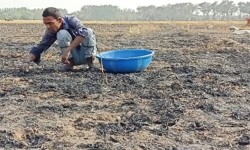 यूपी में 50 बीघे से ज्यादा गेहूं की फसल जलकर राख, लॉकडाउन की इस दोहरी मार को कैसे सहेंगे गरीब किसान