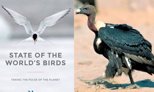 पक्षियों की 101 प्रजातियां भारत में खत्म होने के कगार पर