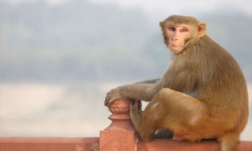 उत्तर प्रदेश: कोरोना नहीं इस बीमारी की वजह से हुई थी संभल में बंदरों की मौत, पोस्टमार्टम से हुआ खुलासा