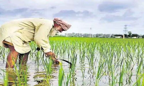हरियाणा में भाजपा की खट्टर सरकार का नया फरमान, कृृपया धान न उगाये किसान