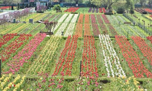 लॉकडाउन के बीच श्रीनगर में आगंतुकों के लिए बंद हो गया एशिया का प्रसिद्ध ट्यूलिप गार्डन