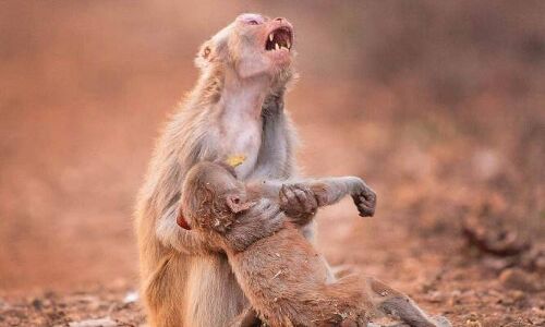 UP के एक गांव में दो दिनों में 15 बंदरों की मौत, लोगों को Corona Virus पर शक