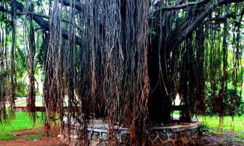 अलका सरावगी की कहानी एक पेड़ की मौत