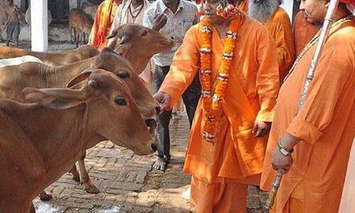 CM योगी के रामराज में शराब से कमाई और गौशालाओं में भूख से मरता गोवंश