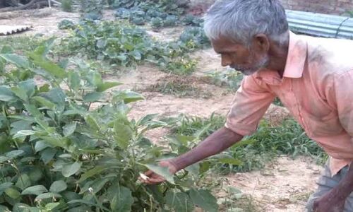 खुद मजदूरी कर अपना पेट पालते शिवबचन प्रजापति, लेकिन अपनी पूरी जमीन की सब्जियां बांट देते हैं गरीबों में