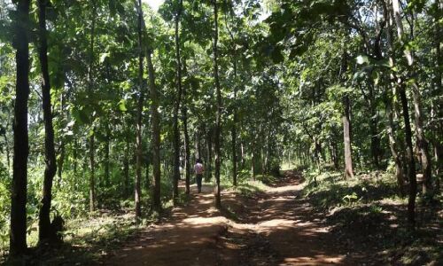 अब भारत में वन क्षेत्र बढ़ने पर संयुक्त राष्ट्र ने भी जताया संदेह