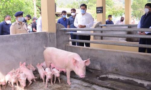 असम के 306 गांवों में अफ्रीकी स्वाइन फीवर से 2,500 से अधिक सूअरों की मौत, देश में पहली घटना सामने आई